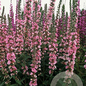 Lythrum sal. 'Pink Blush' GM P9