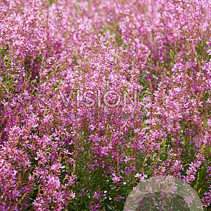 Lythrum sal. 'Swirl' GM P9