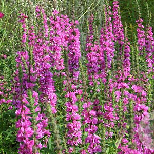Lythrum sal. 'The Beacon' GM P9
