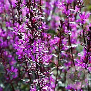 Lythrum sal. 'Zigeunerblut' GM P9