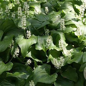 Maianthemum kamtschaticum GM P9