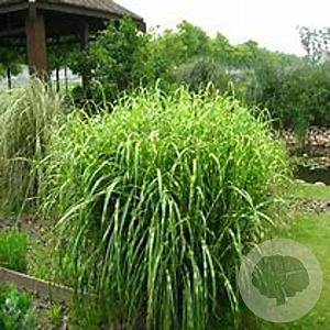 Miscanthus sin. 'Etincelle' GM  P11