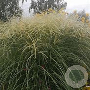 Miscanthus sin. 'Federweiser' GM  P11