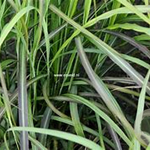 Miscanthus sin. 'Ibiza' GM  P11