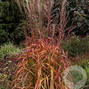 Miscanthus sin. 'Navajo' GM  P11