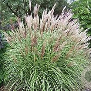 Miscanthus sin. 'Yaka Dance' GM  P11