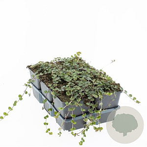 Mitchella repens GM P9