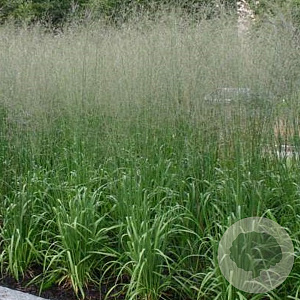 Molinia arund. 'Transparent' GM P9