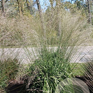 Molinia caerulea 'Whirlwind' GM P9