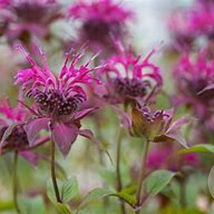 Monarda 'Lederstrumpf' GM P9