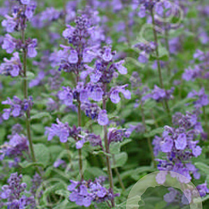 Nepeta 'Joanna Reed' GM P9