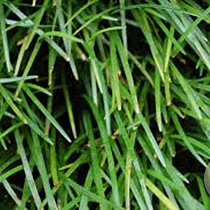 Ophiopogon intermedius GM P9