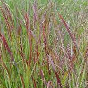 Panicum virgatum 'Buffalo Green' GM P9