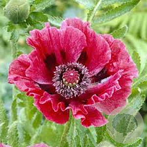 Papaver 'Harlem' GM P9