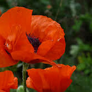 Papaver or. 'Rembrandt' GM P9