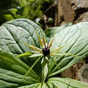 Paris quadrifolia GM P9