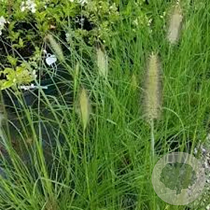 Pennisetum al. 'Lady U' GM P9