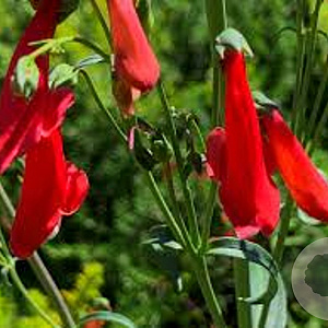 Penstemon b. 'Coccineus' GM P9
