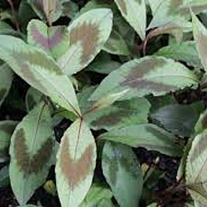 Persicaria vir. 'Compton's Form' GM P9