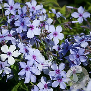 Phlox div. 'Clouds of Perfume' GM P9