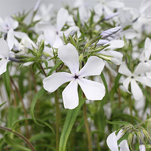 Phlox div. 'White Perfume' GM P9