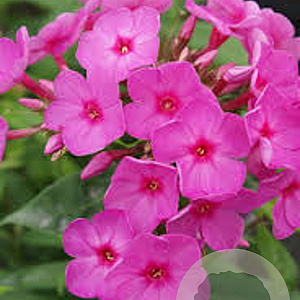 Phlox (P) Pink Flame GM P9
