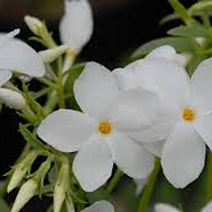 Phlox stolon. 'Ariane' GM P9