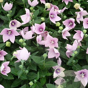 Platycodon grand. Astra Pink GM P9