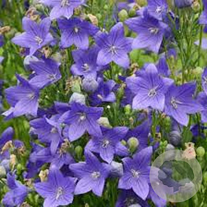 Platycodon grand. 'Fuji Blue' GM P9