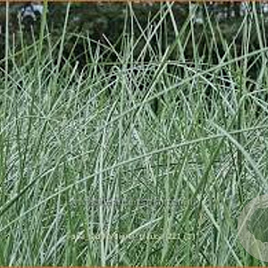 Poa labillardierei 'Glauca' GM P9