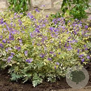 Polemonium 'Golden Feathers' GM P9