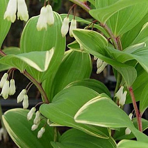 Polygonatum falcatum 'Variegatum' GM P9