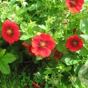 Potentilla 'Flamenco' GM P9
