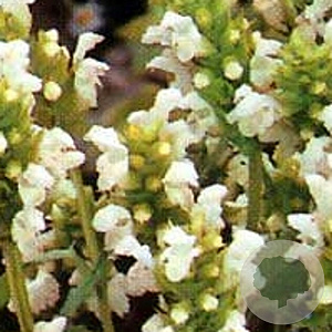 Prunella grand. 'Alba' GM P9