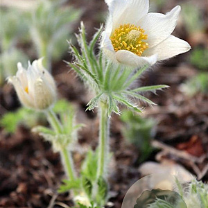 Pulsatilla v. 'Alba' GM P9