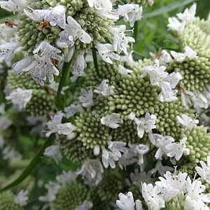 Pycnanthemum p. 'Bees' Friend' GM P9