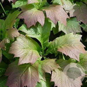 Rodgersia 'Bronze Peacock' GM P9