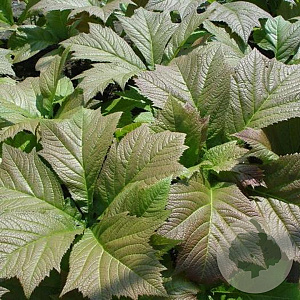 Rodgersia pinnata 'Braunlaub' GM P9
