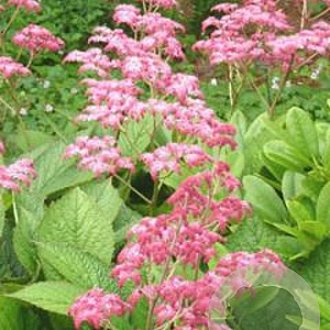 Rodgersia pinnata 'Hanna' GM P9