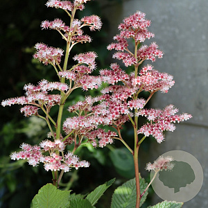 Rodgersia p. 'Saarbrücken' GM P9