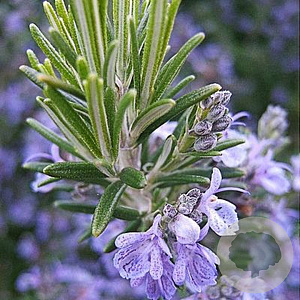 Rosmarinus off. 'Speedy' GM P9