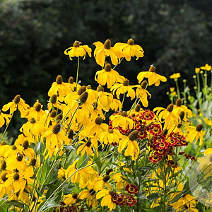 Rudbeckia nitida 'Juligold' GM P9