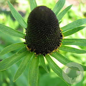 Rudbeckia occident. 'Green Wizard' GM P9