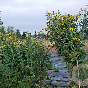 Rudbeckia subt. 'Little Henry' GM P9