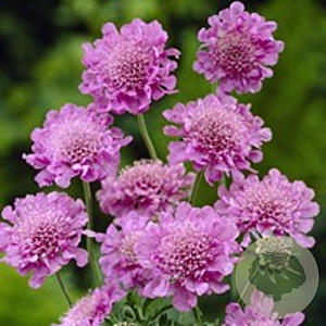 Scabiosa col. 'Pink Mist' GM P9