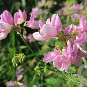 Securigera varia GM P9