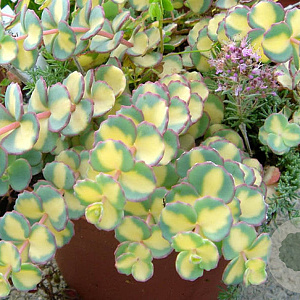 Sedum sieboldii 'Mediovariegatum' GM P9