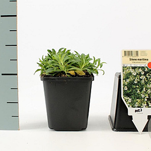 Silene u. 'Weisskehlchen' GM P9