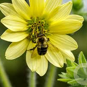 Silphium mohrii GM P9