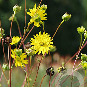 Silphium terebinthinaceum GM P9